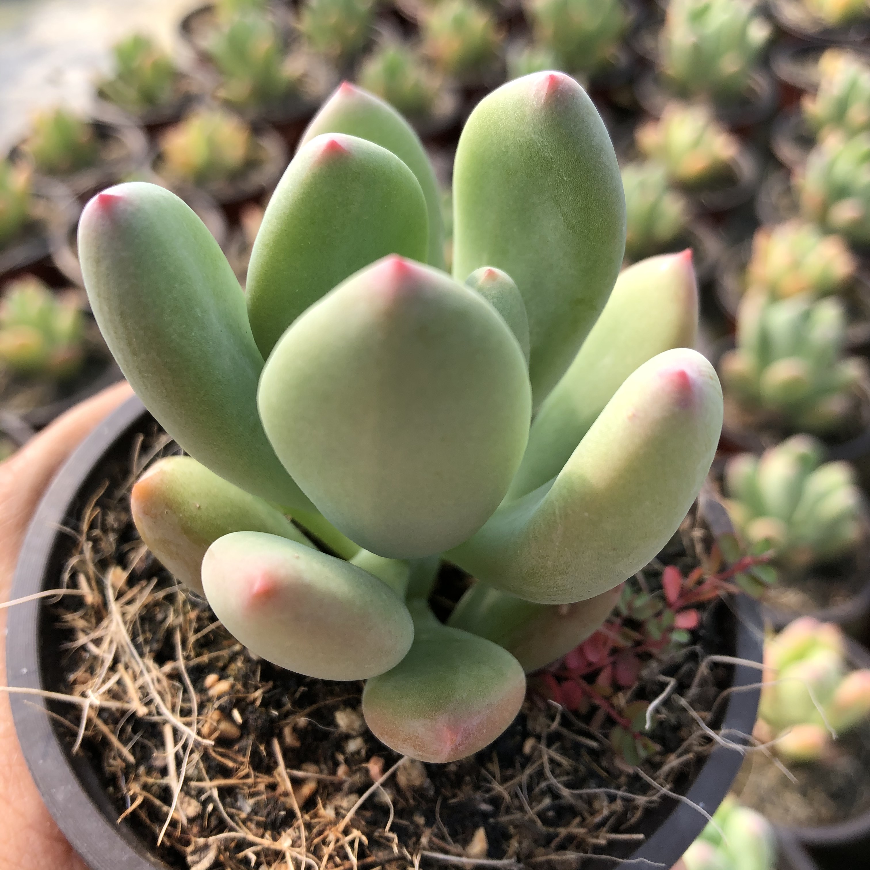 data-ctrid="tbc3ge9xyx0w">青星美人是景天科厚叶草属的多肉植物