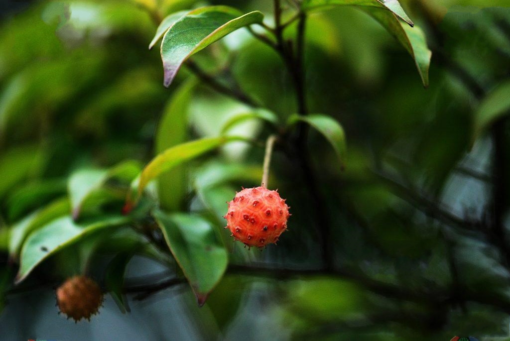  p>尖叶四照花(学名: i>dendrobenthamia angustata /i> (chun) w.p.