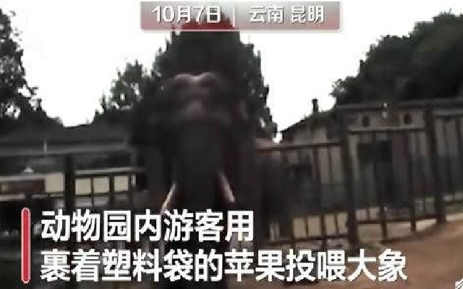 2020年10月7日昆明动物园游客用裹塑料袋苹果投喂大象