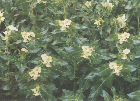天仙子（茄科天仙子属植物）_百度百科