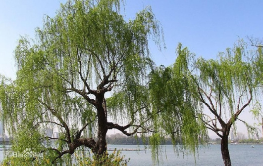 旱柳（杨柳科柳属植物）_百度百科