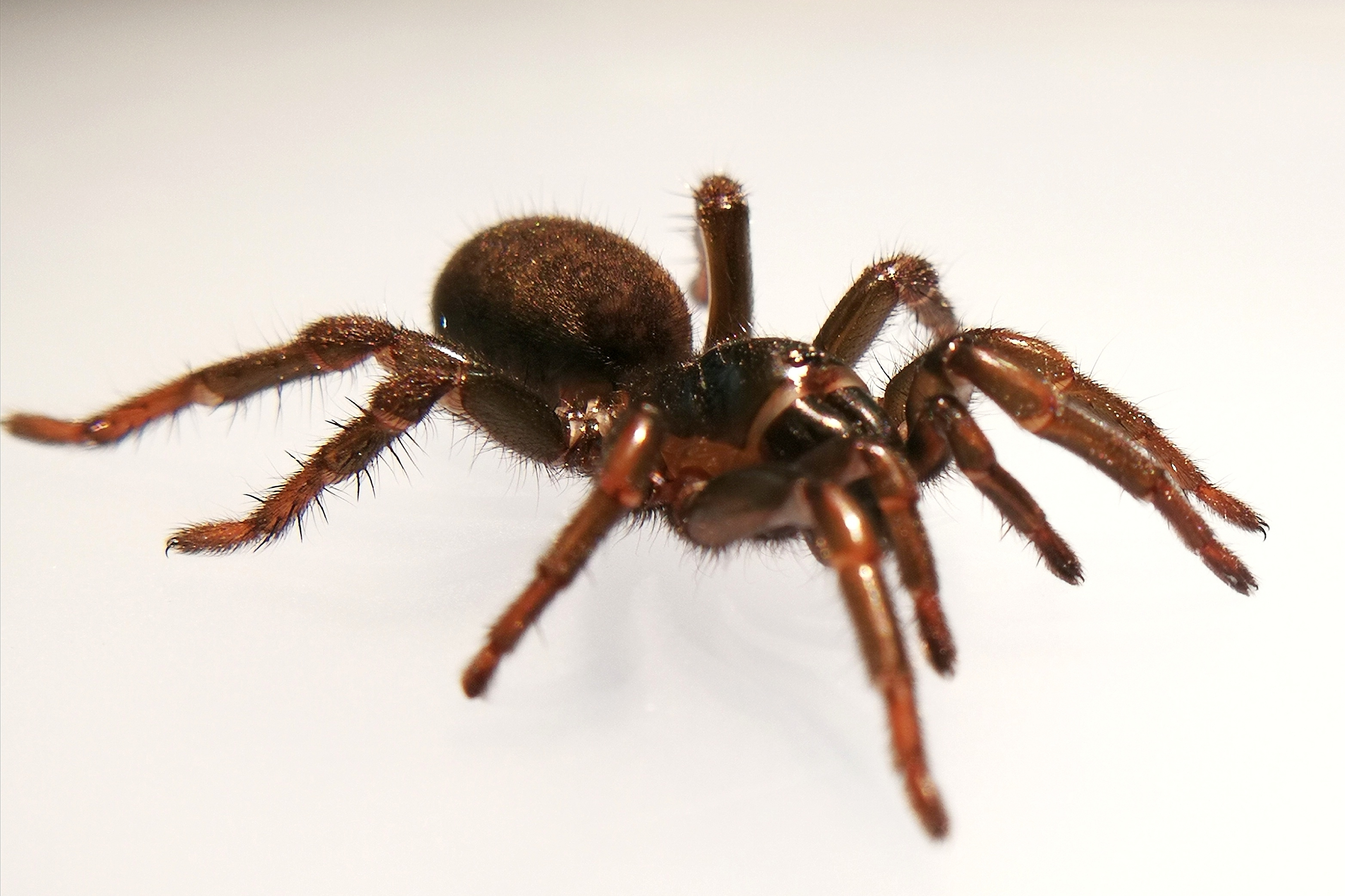 (zhang,1985),为 a target="_blank" href="/item/蜘蛛目/2404996"