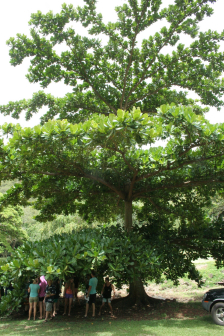 红叶榄仁_百度百科