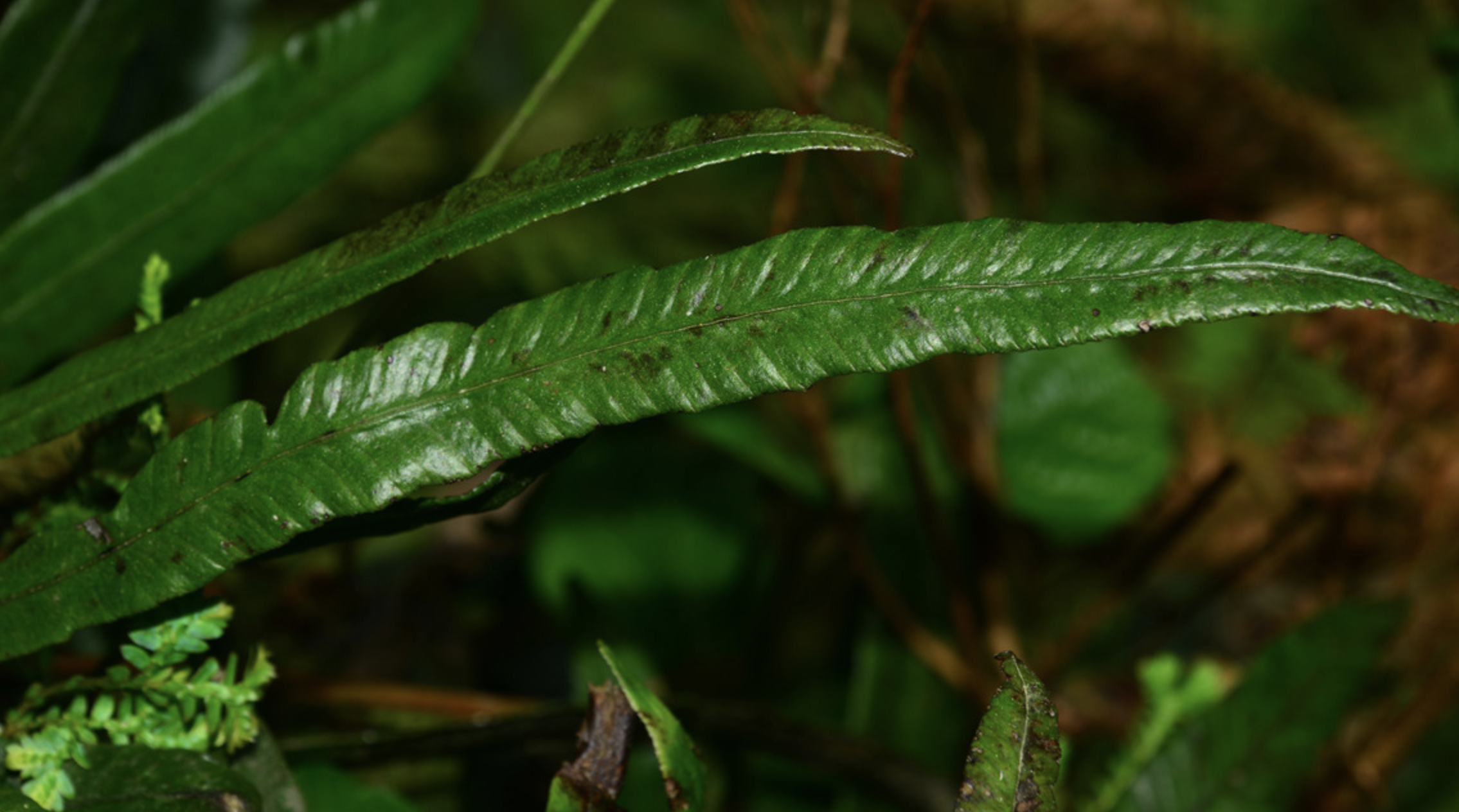  p>单叶双盖蕨(学名: i>diplazium /i>  i>subsinuatum /i> (wall.