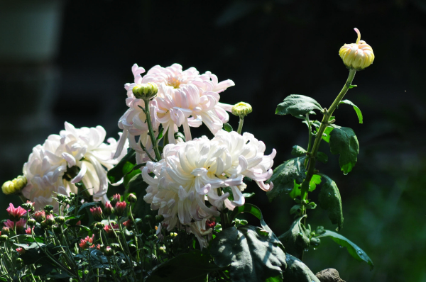 繁花文创　野菊花　贝壳银 繁花ブン创 ノギク花盛り 贝壳银 菊花（菊科菊属植物）_百度百科
