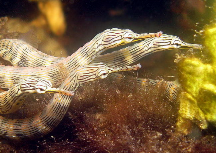  p>红鳍冠海龙(学名: i>corythoichthys haematopterus /i>)是海龙科
