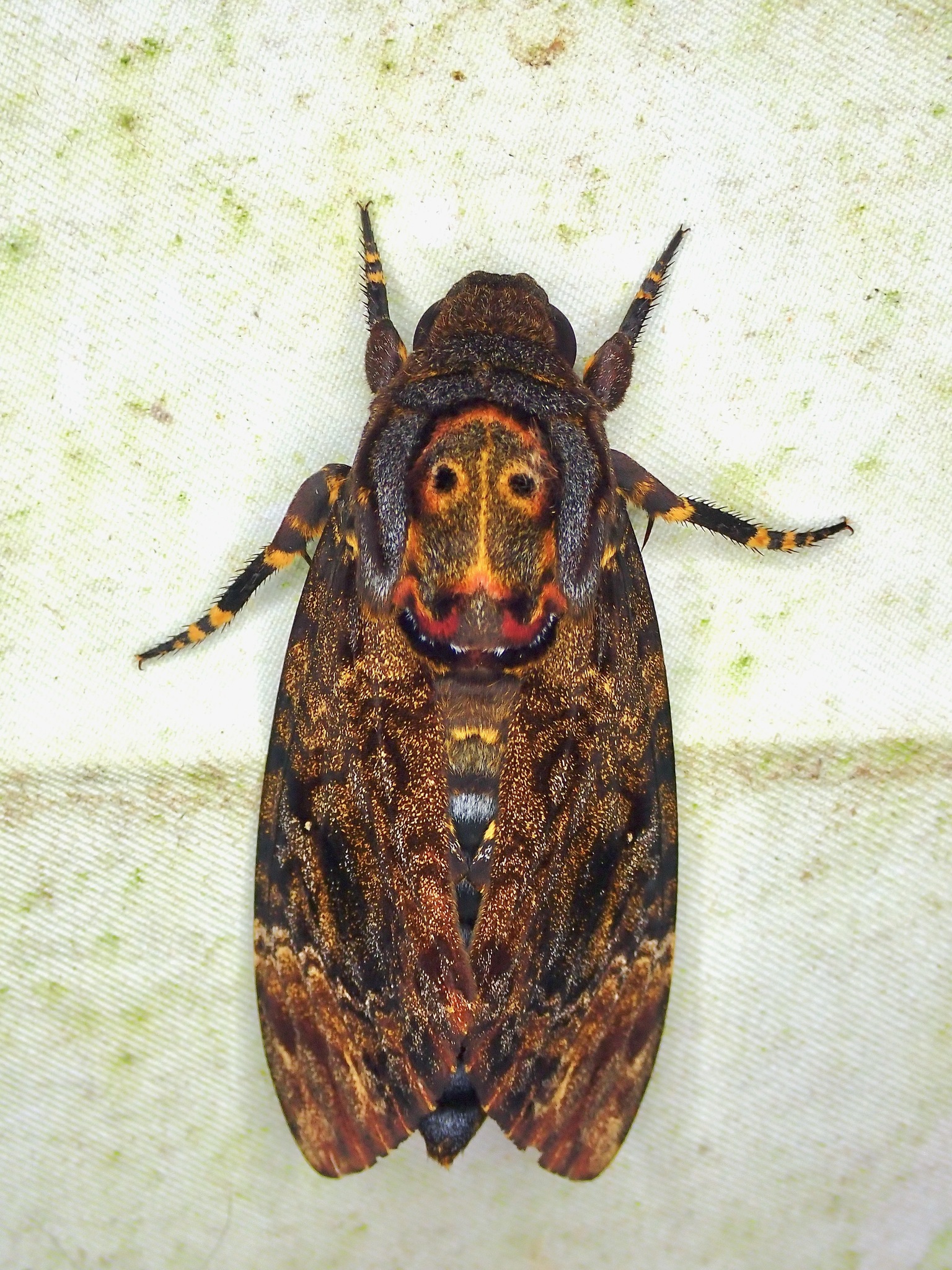 胸部背面有骷髅形斑纹,眼斑以上有灰白色大斑;腹部黄色,各环节间有