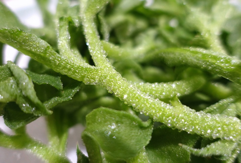 agropyron michnoi roshev.