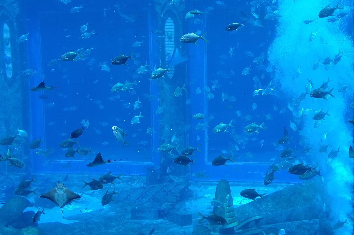 冰冻水族馆