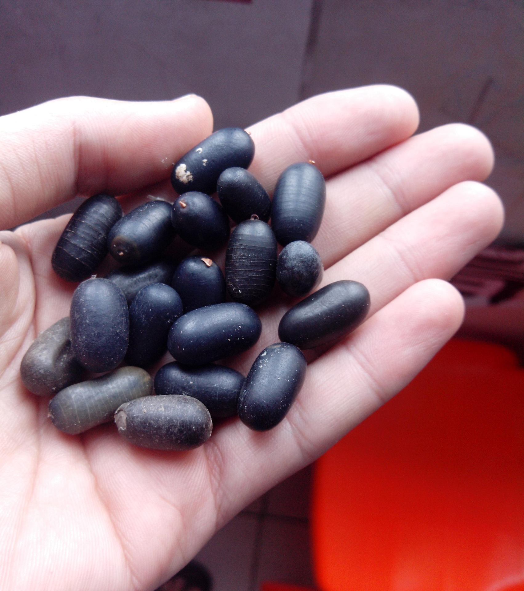  p data-id="gnbxmd7m0r">石莲子,中药名.