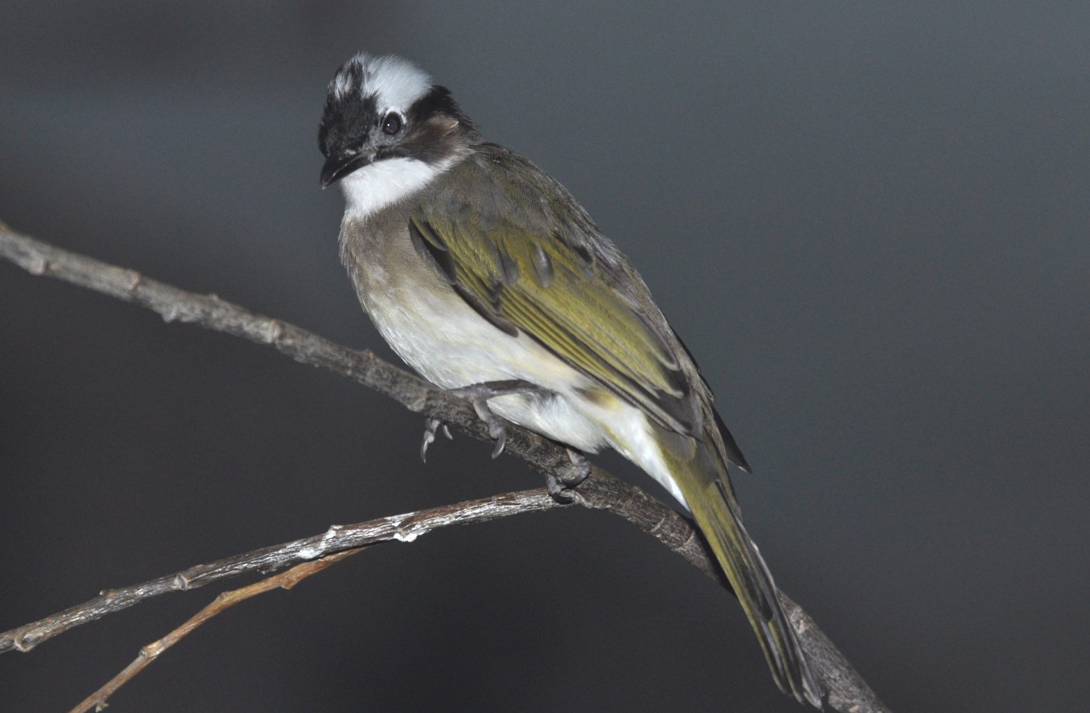 (学名: i>pycnonotus sinensis /i>)是鹎科,鹎属小型鸟类,又名白头翁