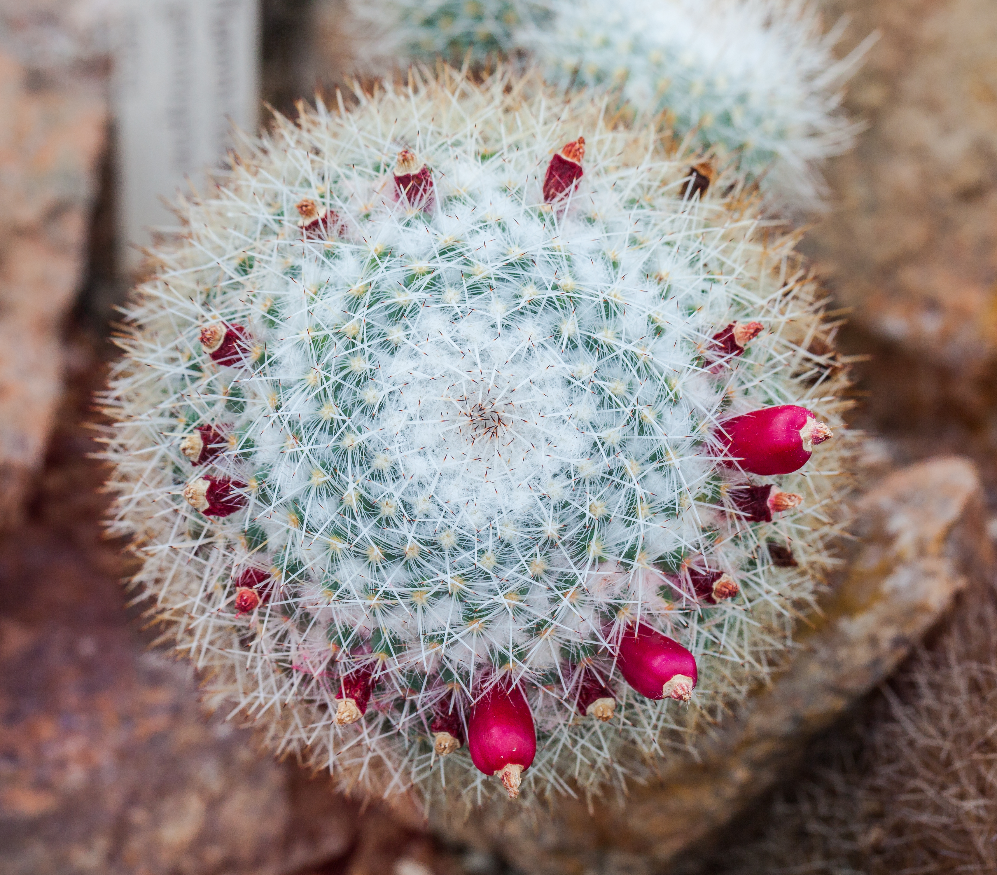  p>白玉兔(学名: i>mammillaria geminispina  /i>haw.
