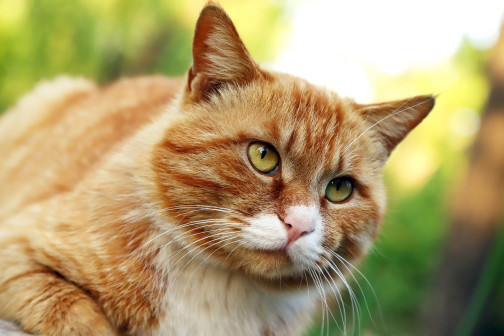 猫（猫科猫属动物）_百度百科