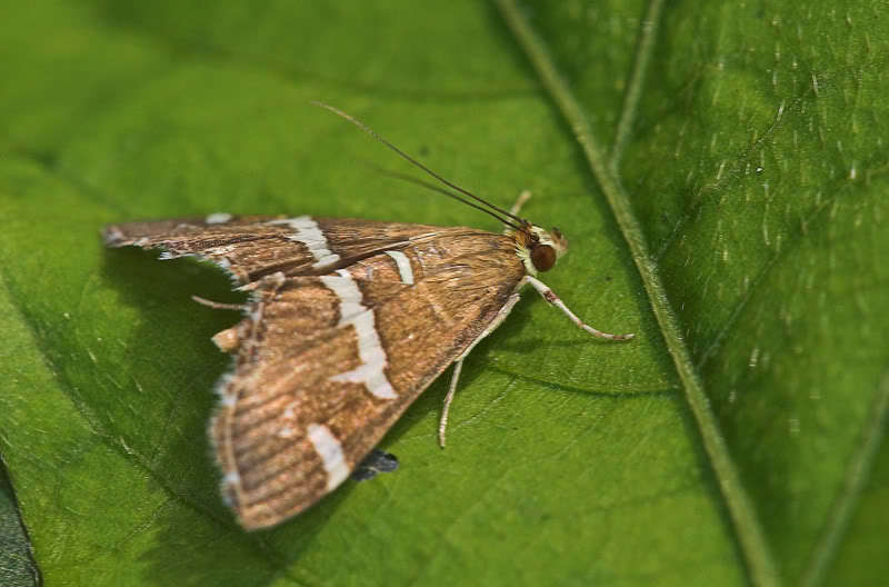 ="1534992">鳞翅目 /a> a href="#">螟蛾科 /a>白带野螟属的一种昆虫