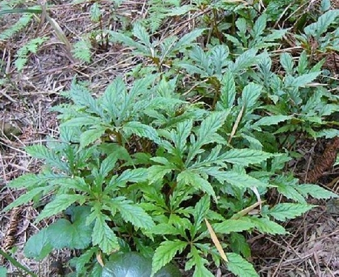  p>掌叶秋海棠(学名: i>begonia hemsleyana /i> hook. f.