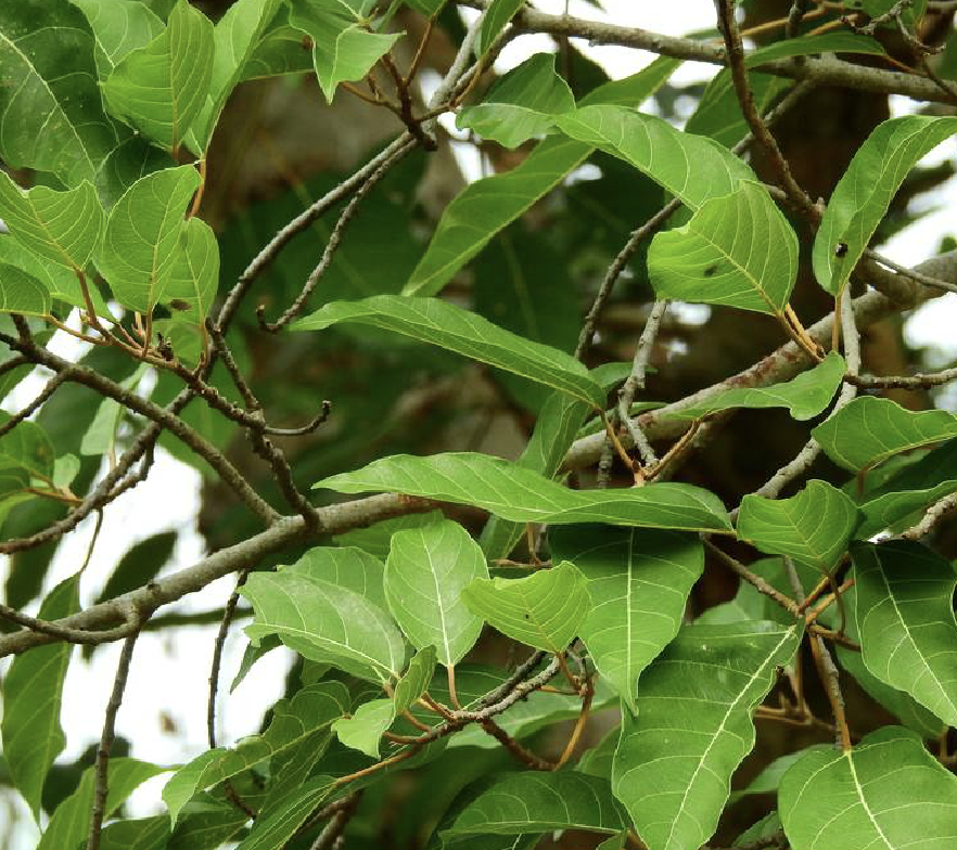  p data-id="gnbutoiabw">聚果榕(学名: i>ficus racemosa /i> l.
