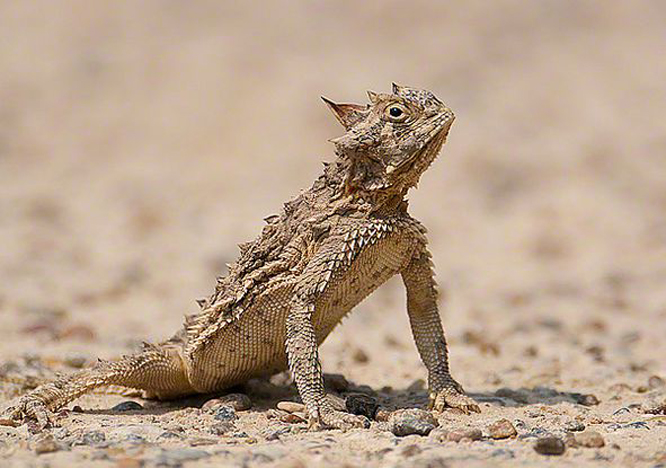  p>北美沙漠角蜥是动物界的一种类卵生动物,分布于美国北部大盆地沙漠
