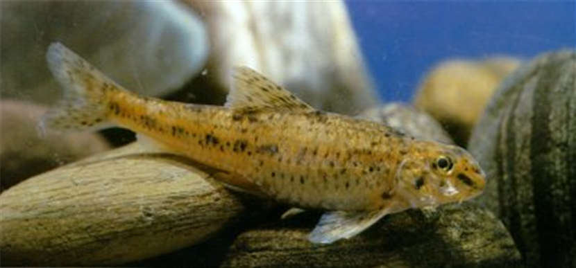  p> a href="#">辽宁 /a>棒花鱼,学名: i>abbottina liaoningensis  