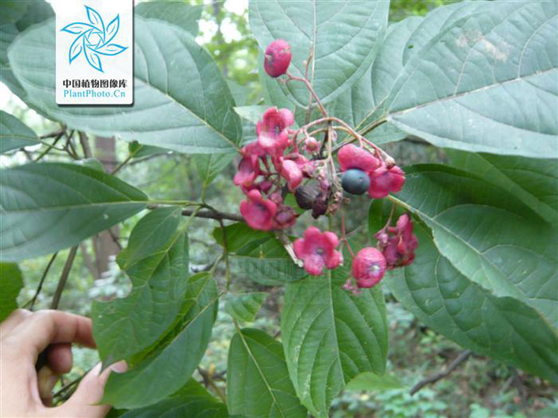  p>地骨皮,别名枸杞皮,为 a target="_blank" href="/item/茄科