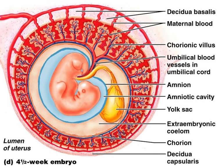 从胎儿心脏发出,将胎儿体内代谢废物和代谢产生的二氧化碳运送至胎盘