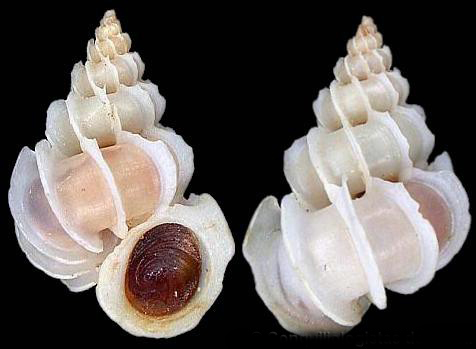  p>克氏海蛳螺是一种异腹足目海蛳螺科类动物.