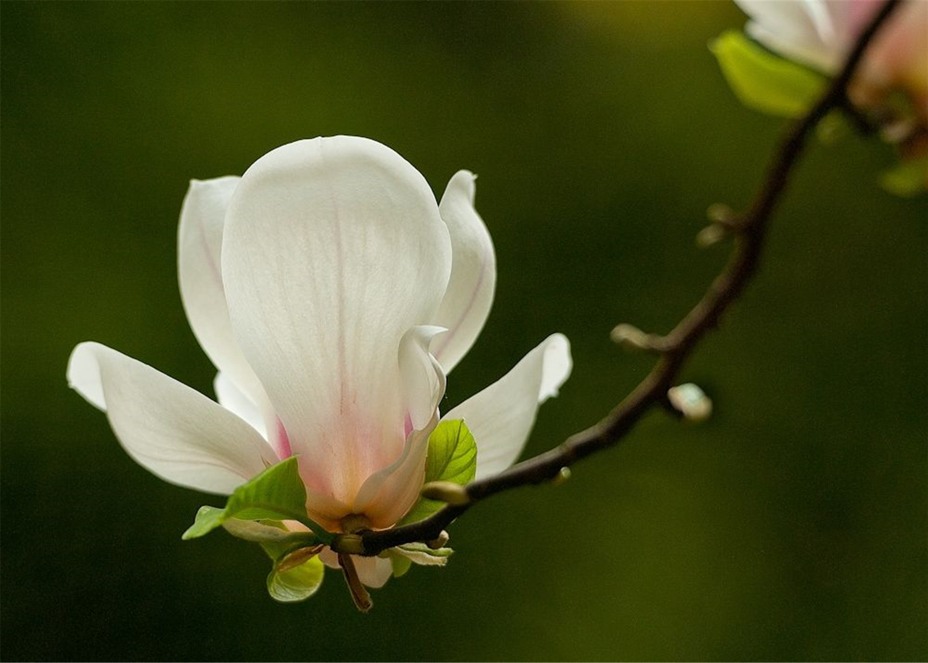 magnolia denudata