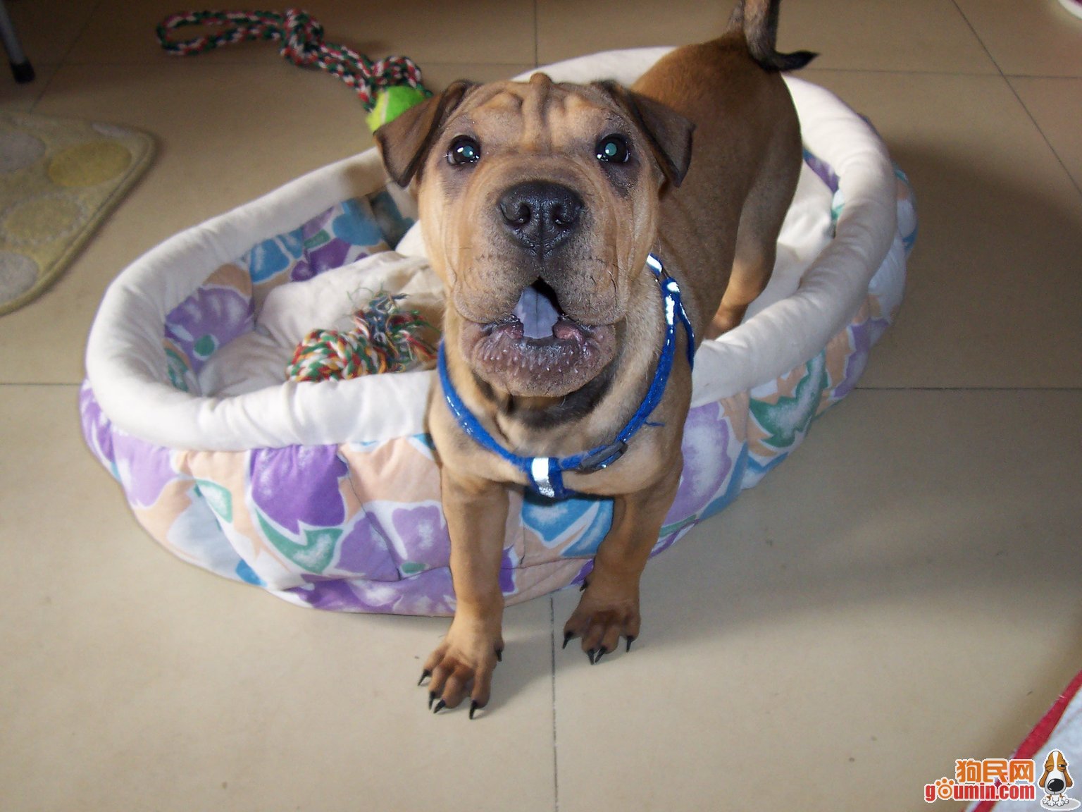 沙皮犬,英文名 sharpei,产于中国广东南海大沥镇一带,是世界名种斗狗