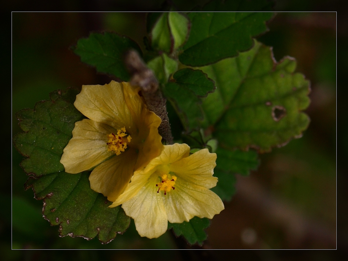  p>黄花稔,中药名.