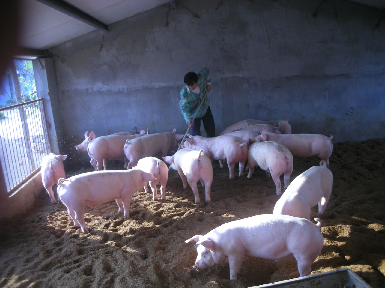 发酵床养猪法菌种