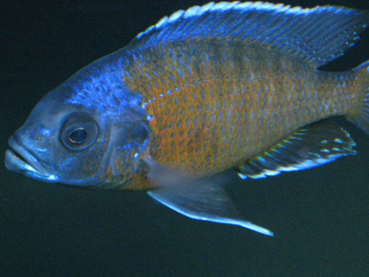  p>帝王艳红是慈鲷科孔雀鲷属动物. /p>