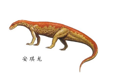  p>安琪龙长着一个近似于三角形的脑袋,一个细长的鼻子.