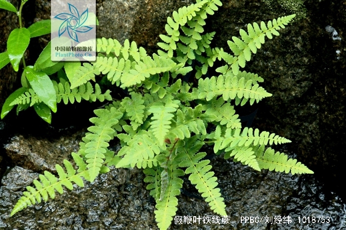  p>假鞭叶铁线蕨(学名: i>adiantum malesianum /i> ghatak)是铁线蕨