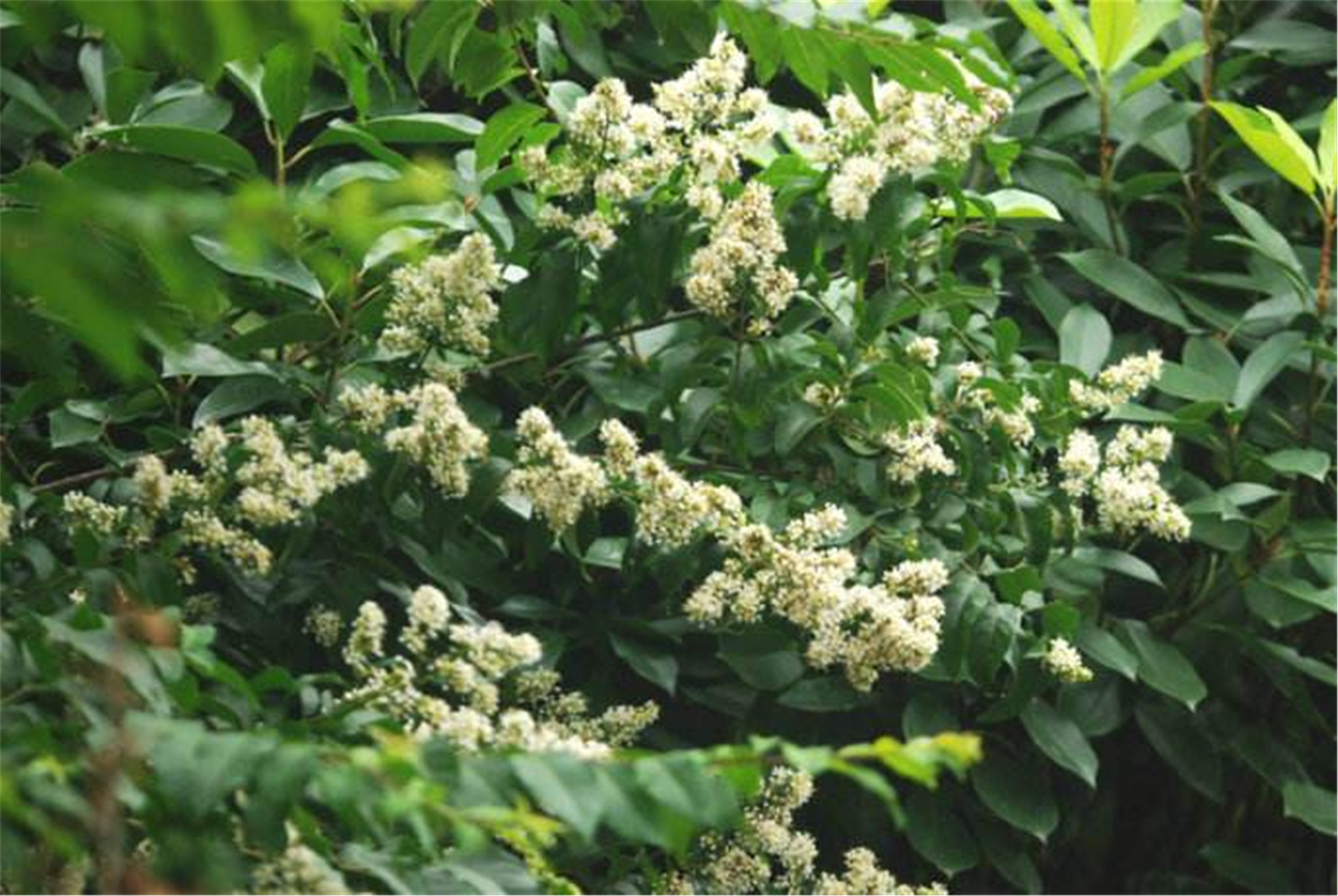  p>尾叶紫薇(  i>lagerstroemia caudata /i> chun et how ex s.