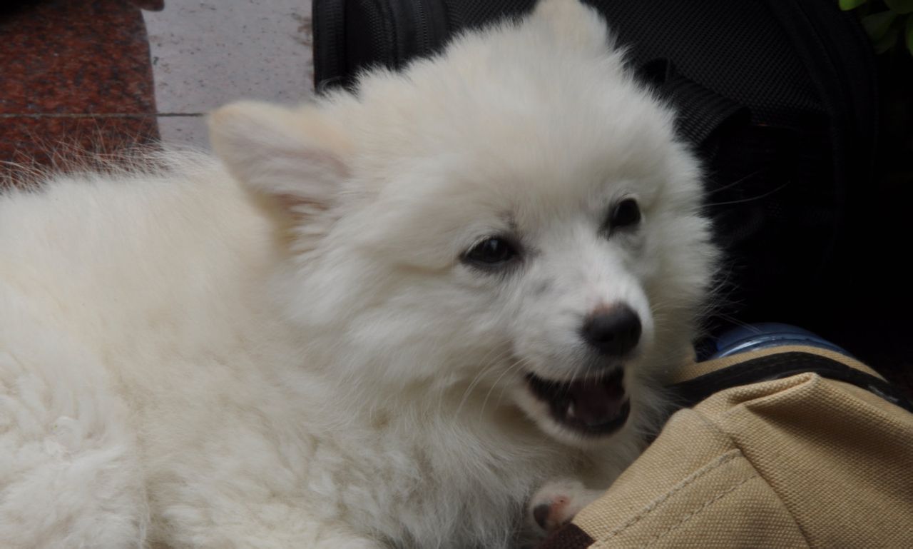 小型德国狐狸犬