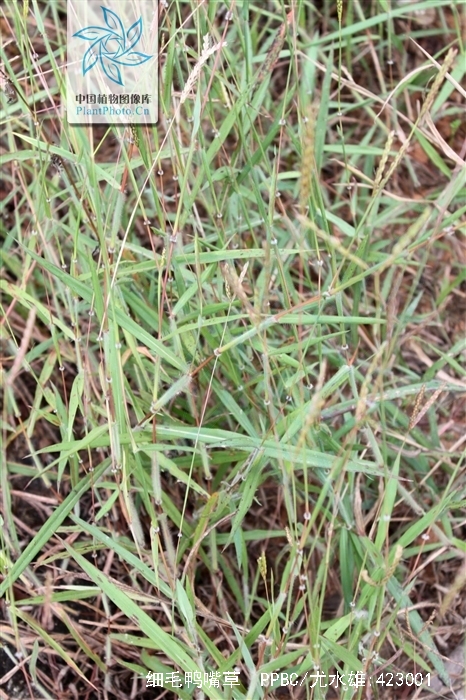  p>细毛鸭嘴草(学名: i>ischaemum ciliare retzius)是禾本科,鸭嘴草