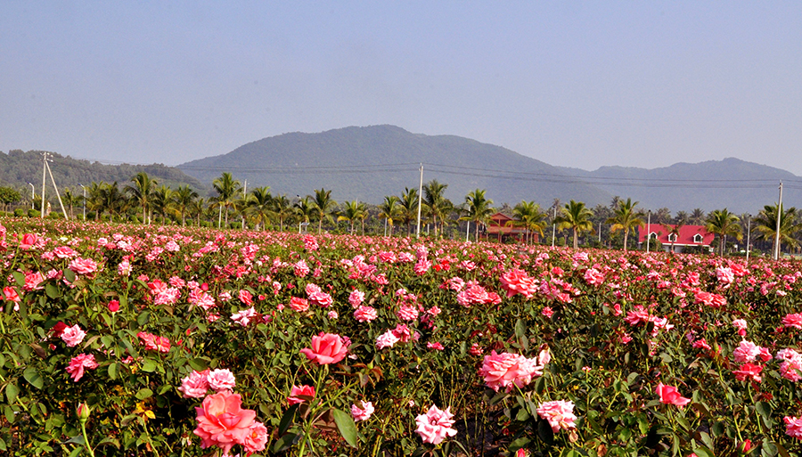  p>三亚亚龙湾国际玫瑰谷位于三亚市亚龙湾国际旅游度假区内,总占地