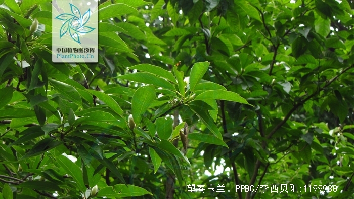  p>望春玉兰又名望春花, a href="#">迎春树 /a>, a href="#">辛兰 /a