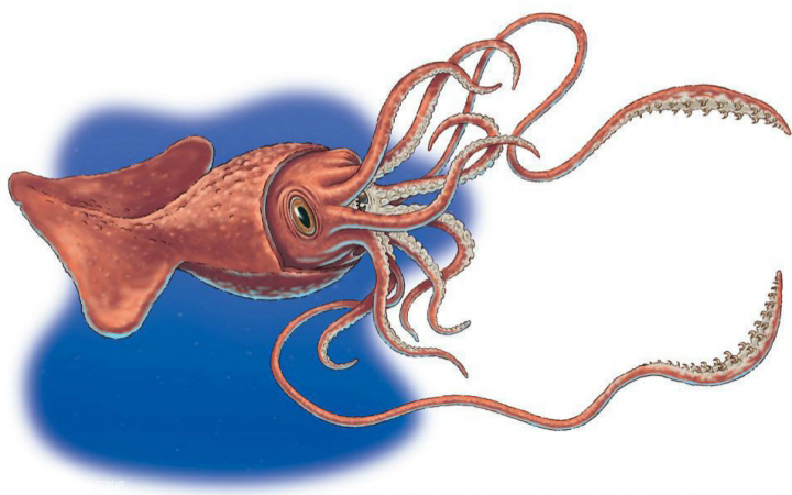  p>大王酸浆鱿(学名:mesonychoteuthis hamiltoni),又称巨小头鱿,英文