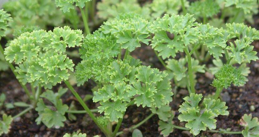  p>欧芹属,学名petroselinum hill , a target="_blank" href="/item