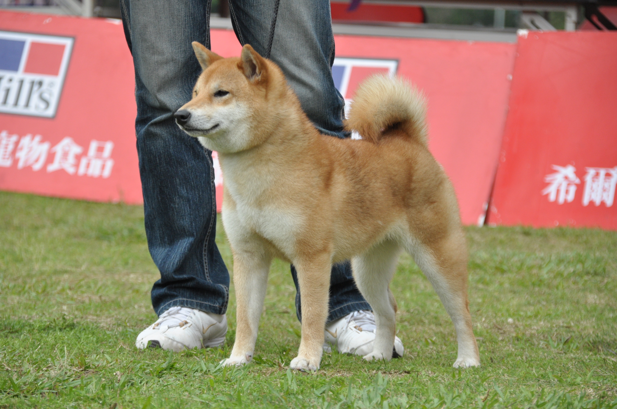  p>柴犬是体型中等并且又最古老的犬.