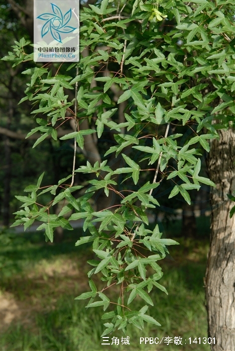  p>三角槭,别名: a target="_blank" href="/item/三角枫/3060892"