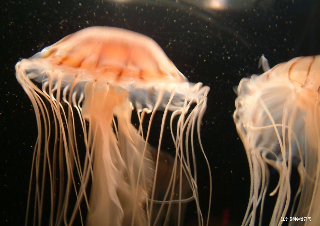  p>水母(英文名称:jelly fish):是水生环境中重要的 a target="_blank