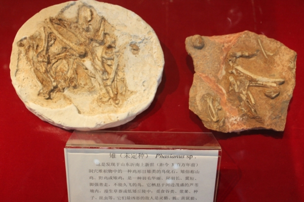 p>鸡类的最早化石是在早 a target="_blank" href="/item/始新世">