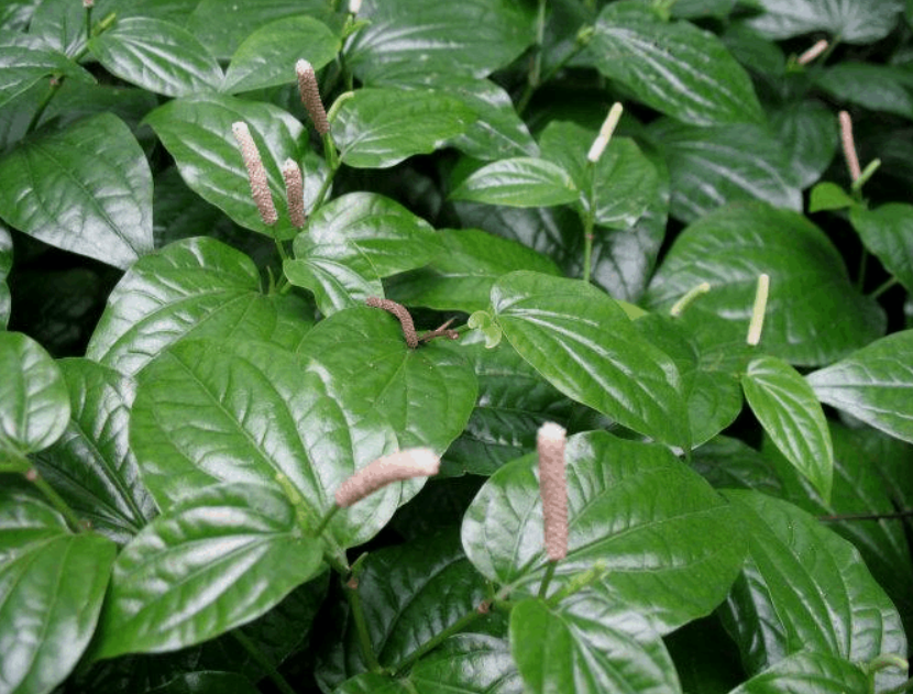 你听说过荜茇在民间的那些事儿吗？_百科TA说