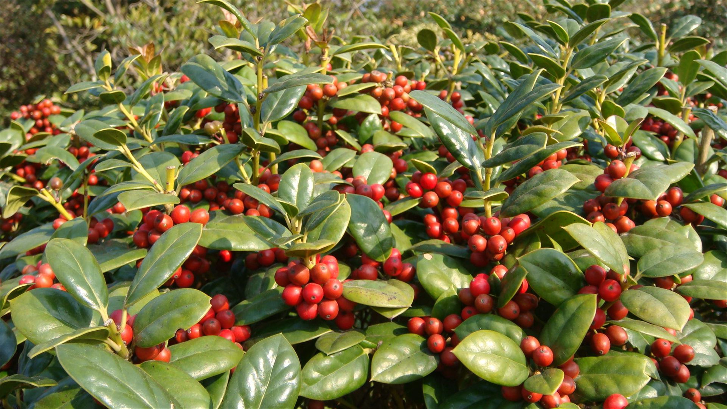  p> a target="_blank" href="/item/枸骨/2776280" data-lemmaid="