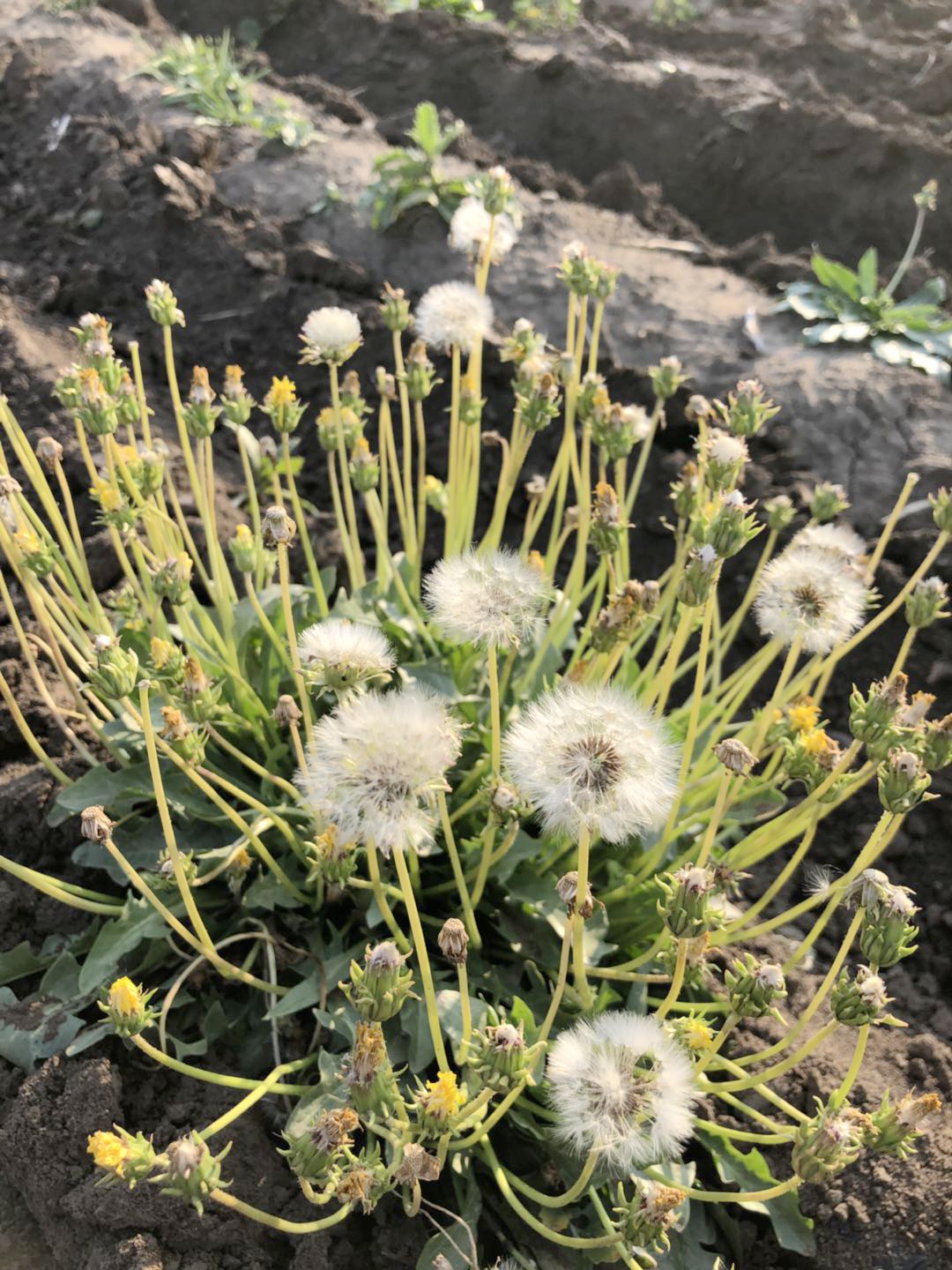  p>橡胶草(学名: i>taraxacum kok-saghyz /i> rodin)是菊科,蒲公英属