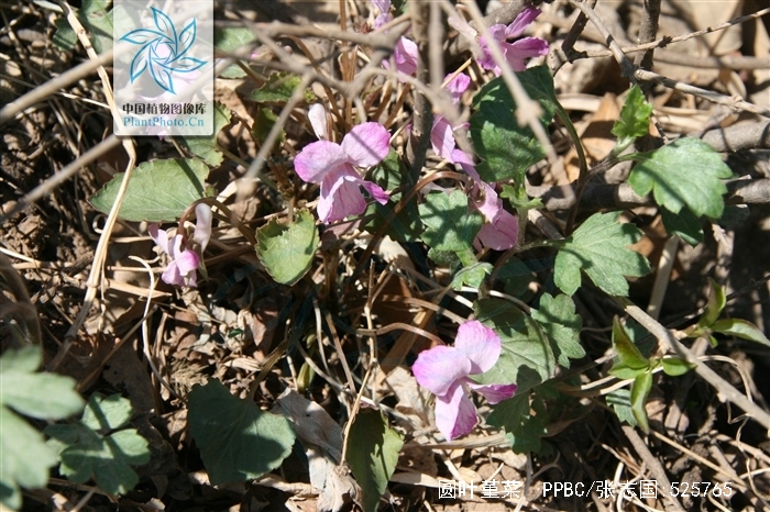  p>圆叶堇菜(学名:viola pseudo-bambusetorum chang)是堇菜科堇菜属