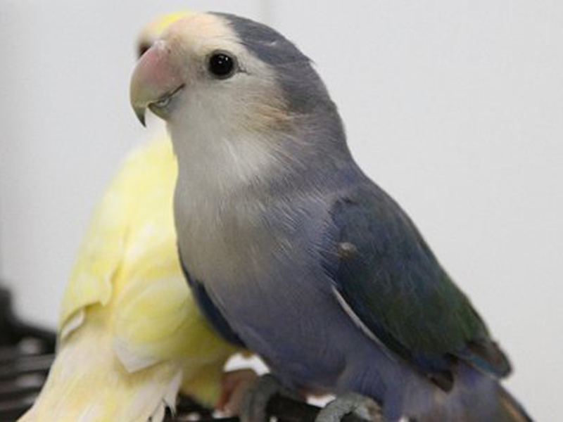  p>桃脸牡丹鹦鹉(学名: i>agapornis roseicollis /i>):体长一般在15