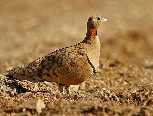  p>黑腹沙鸡(学名: i>pterocles orientalis /i