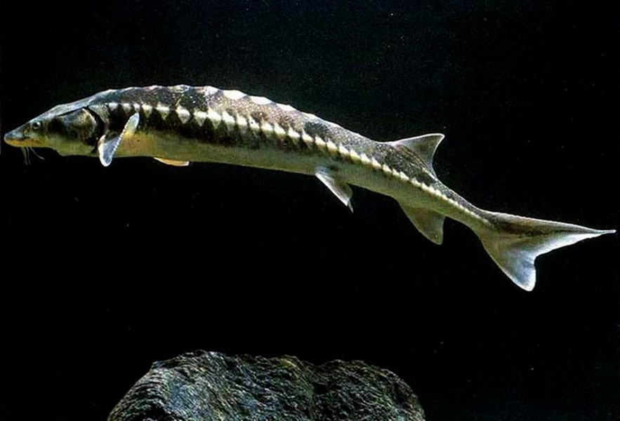  p>大西洋鲟(学名: i>acipenser oxyrinchus /i> )是鲟科,鲟属鱼类.